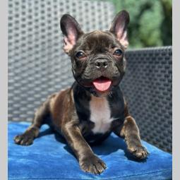 fransucki buldog štene besplatni mali oglasi