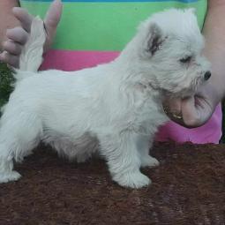 westie ŝtenci odgajivačnice lovely little friend besplatni mali oglasi