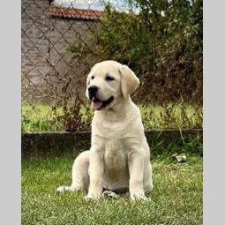 labrador retriver štenci ženke besplatni mali oglasi