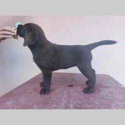ženka labrador retrivera besplatni mali oglasi