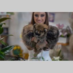 pomeranac štenci vrhunskog kvaliteta besplatni mali oglasi