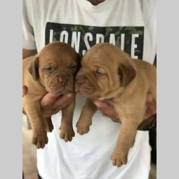 štenci bordoška doge vrhunske krvne linije besplatni mali oglasi