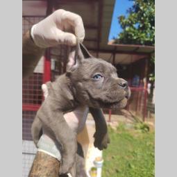 cane corso štenci izvrsnog porekla besplatni mali oglasi