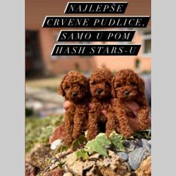 štenci vrhunskih toy pudlica samo u pom hash starsu besplatni mali oglasi
