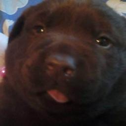 štenci braon labradora besplatni mali oglasi