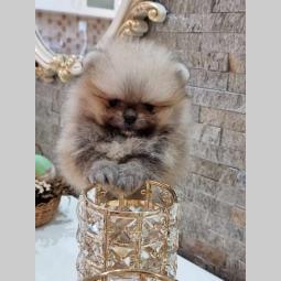 pomeranac boo tea cup ženka besplatni mali oglasi