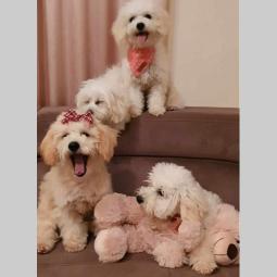 maltipoo štenci vrhunskog kvaliteta besplatni mali oglasi