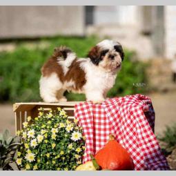 shih tzu vrhunski štenci besplatni mali oglasi