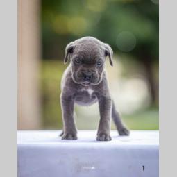 na prodaju štenci cane corsa besplatni mali oglasi