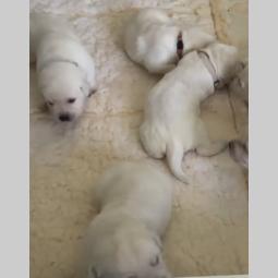 štenci labrador retrivera besplatni mali oglasi