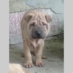 šar pej (shar pei) štenci besplatni mali oglasi