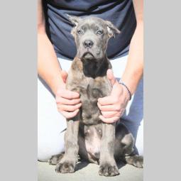 cane corso štenci besplatni mali oglasi