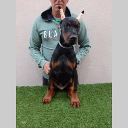 štenci dobermana besplatni mali oglasi