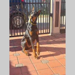 doberman ženka od vrhunskih roditelja stara 6 meseci besplatni mali oglasi