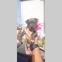 pit bul (blue nose) štenci besplatni mali oglasi