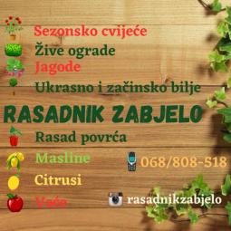 rasadnik zabjelo žive ograde, rasad povrća, cvijeca i jagoda besplatni mali oglasi