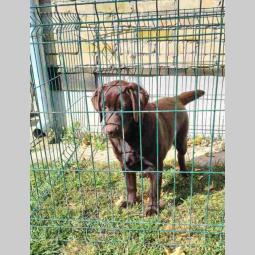 labrador retrivar besplatni mali oglasi