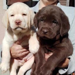 labrador retriver štenci besplatni mali oglasi