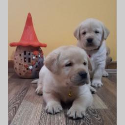prelepi, čistokrvni štenci labradora besplatni mali oglasi