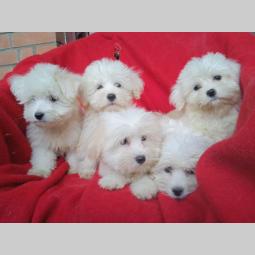 štenci coton de tulear (tulearski pas) besplatni mali oglasi