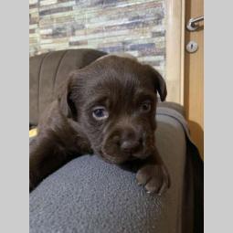 labrador retriver štenci besplatni mali oglasi