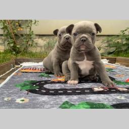 francuski buldog exotic besplatni mali oglasi