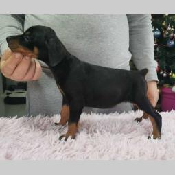 vrhunski doberman štenci besplatni mali oglasi