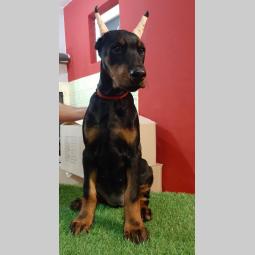 štenci dobermana besplatni mali oglasi