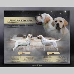 u ponudi štenci labrador retrivera besplatni mali oglasi
