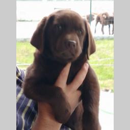 na prodaju psi (boje čokolade) labradori besplatni mali oglasi