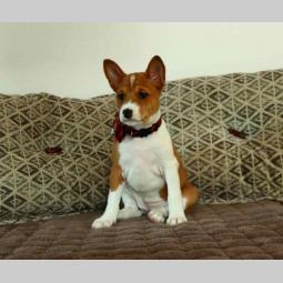 basenji štenci na prodaju besplatni mali oglasi