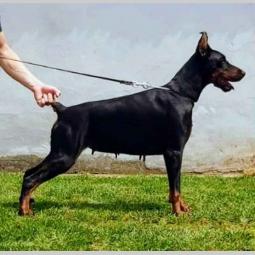 doberman ženka na prodaju 2,5 godine stara besplatni mali oglasi
