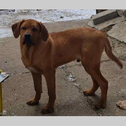 tosasa inu, na prodaju pas izuzetno lep i zdrav mužjak besplatni mali oglasi