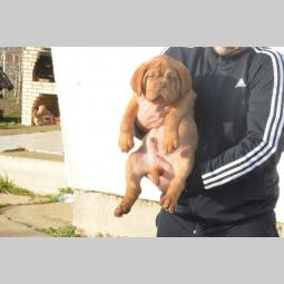 bordoške doge vrhunskog porekla besplatni mali oglasi