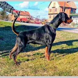 doberman na prodaju mladi mužijak besplatni mali oglasi