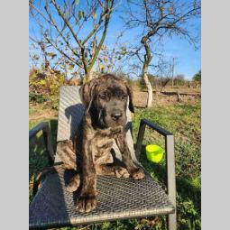 cane corso, dva muška tigrasta šteneta besplatni mali oglasi
