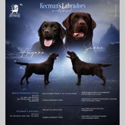 labrador retriver štenci besplatni mali oglasi