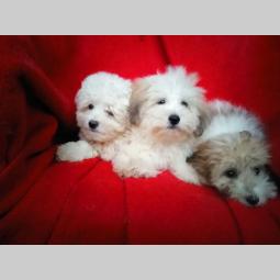 coton de tulear (tulearski pas) štenci besplatni mali oglasi