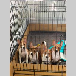 basenji štenci na prodaju besplatni mali oglasi