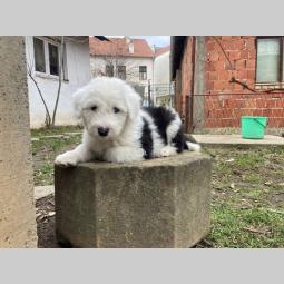 bobtail štenci besplatni mali oglasi