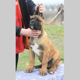 cane corso štenci besplatni mali oglasi