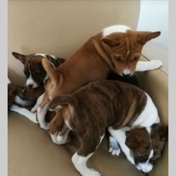 basenji štenci kvalitet za internacionalne izložbe besplatni mali oglasi