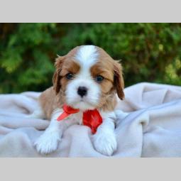 cavalier king charles štenci besplatni mali oglasi