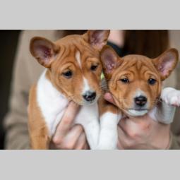 basenji prelepi štenci besplatni mali oglasi