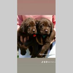 labrador retriver štenci besplatni mali oglasi
