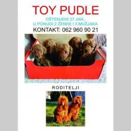 na prodaju crvene toy pudle besplatni mali oglasi