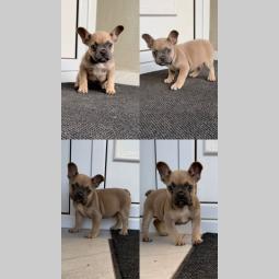 francuski buldog štene besplatni mali oglasi