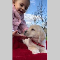 labrador retriver štenci besplatni mali oglasi