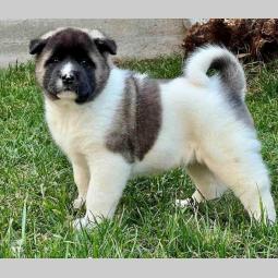 američka akita top štenci besplatni mali oglasi