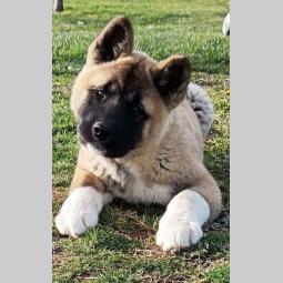 američka akita ženski štenci besplatni mali oglasi